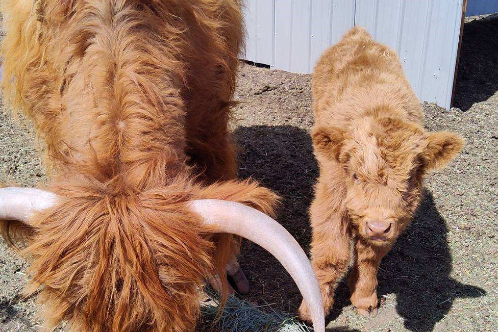 Education Mountain States High